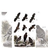 گونه عقاب خالدار بزرگ Greater Spotted Eagle